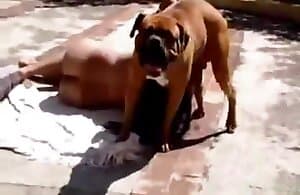 quà tặng ngực cho chó